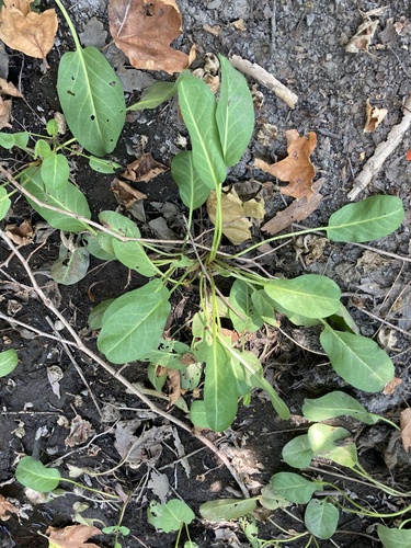 iNaturalist observation photo of Yerba Mansa