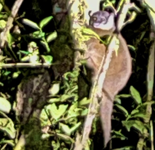 Weasel Sportive Lemur