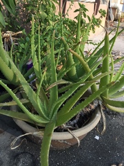 Aloe