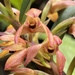 Maxillaria erecta - Photo (c) Cheryl Rosenfeld, algunos derechos reservados (CC BY-NC), subido por Cheryl Rosenfeld