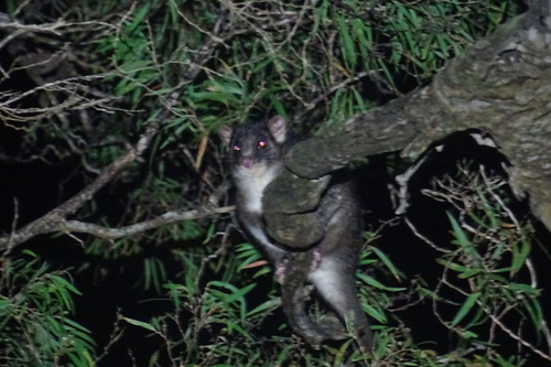 Western Ring-tailed Possum
