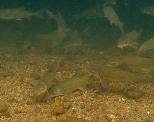 Sonora sucker (Catostomus insignis) — Catostomidae — 3