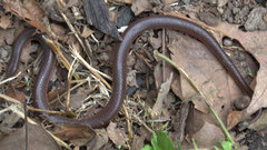 Carphophis amoenus amoenus