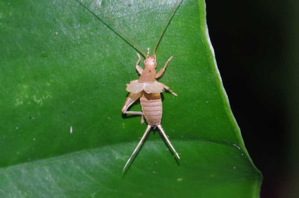 Cricket