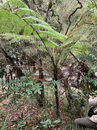 Cyathea conjugata, photograph 1