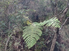 Cyathea conjugata, photograph (c) Jonatan Castro Hernández, some rights reserved (CC BY)