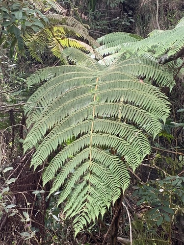 Cyathea conjugata, photograph 3