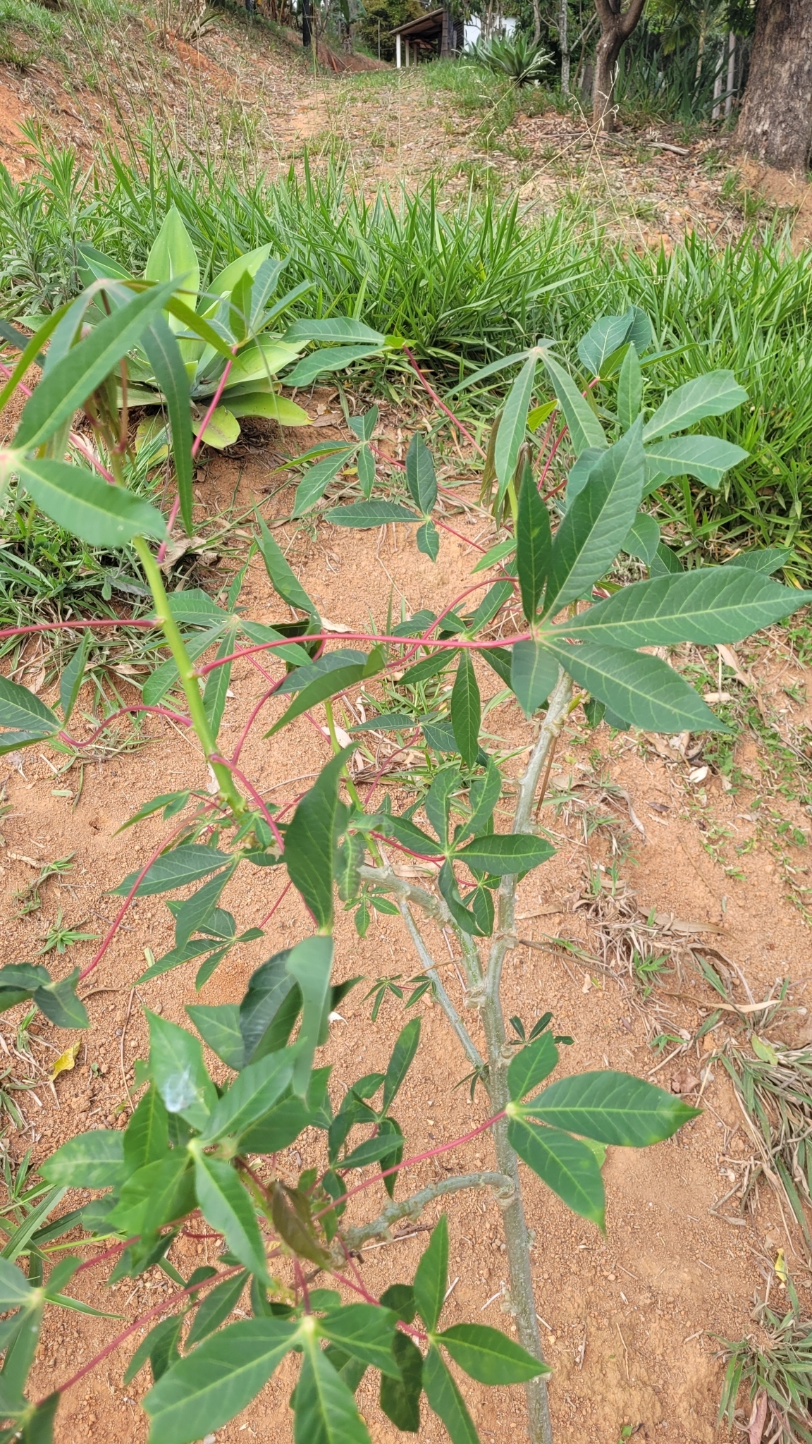 Manihot esculenta