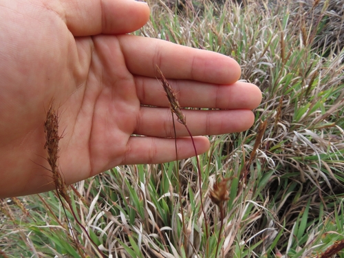 Ischaemum murinum observed 2023-09-09