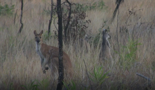 Antilopine Wallaroo