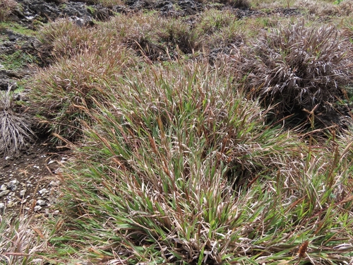 Ischaemum murinum in life