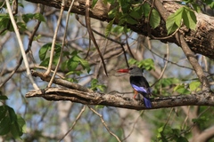 Halcyon leucocephala