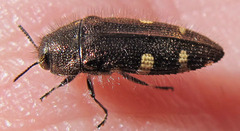 Acmaeodera prorsa
