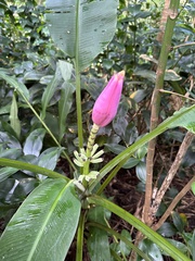 Musa ornata
