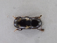 Glischrochilus quadriguttatus