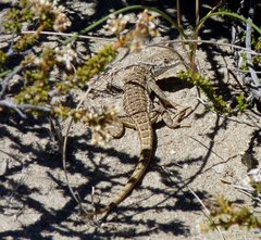 Liolaemus goetschi
