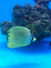 Chaetodon