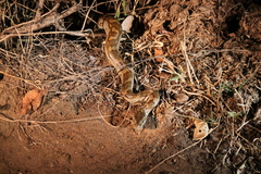 Python natalensis