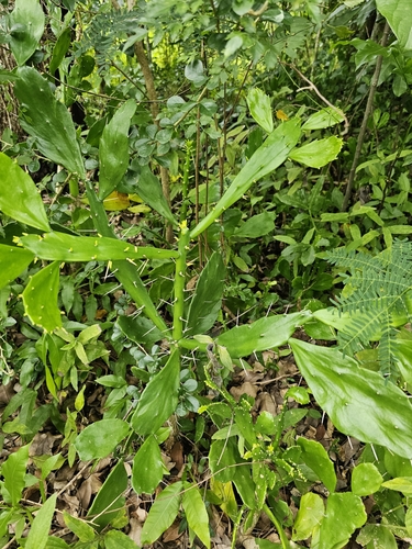 Brasiliopuntia brasiliensis