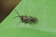 Eucharitinae