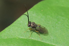 Eucharitinae