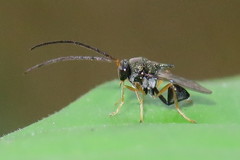 Eucharitinae