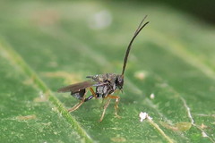 Eucharitinae