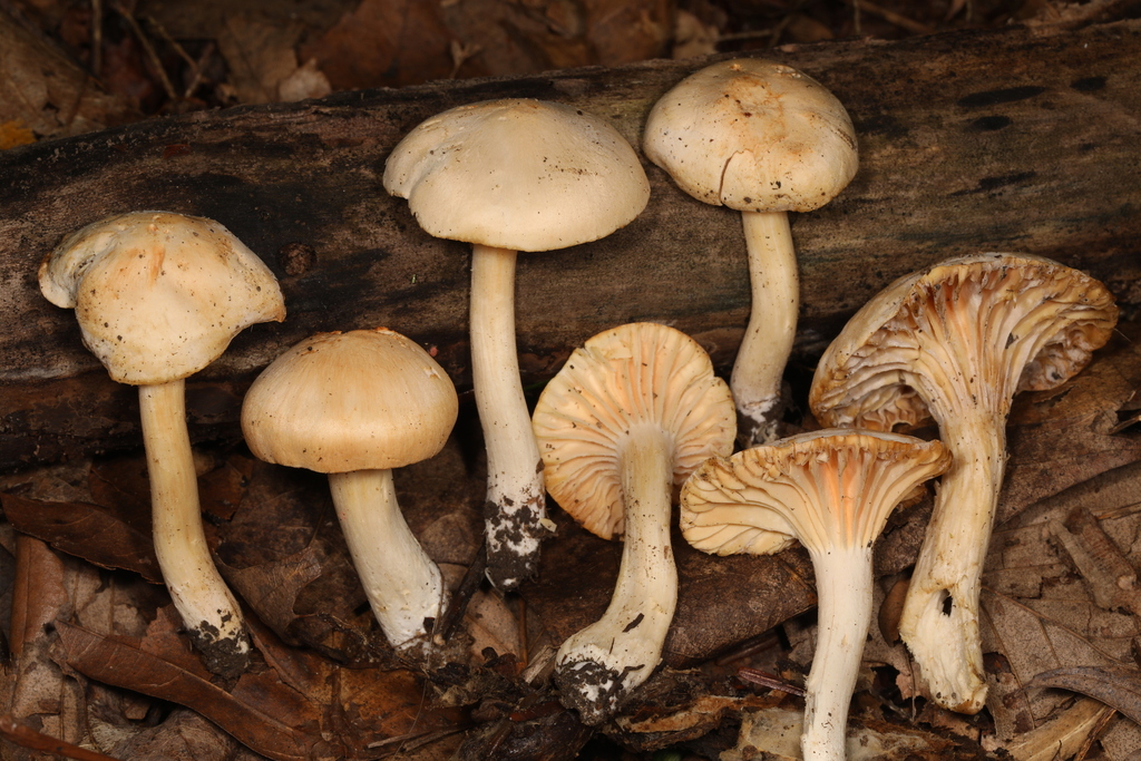 chanterelles from 368 Sequanota Rd, Jennerstown, PA 15547, USA on