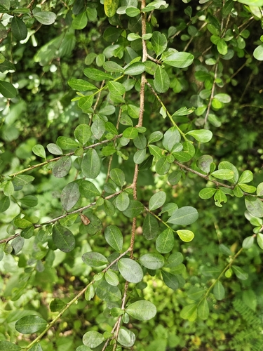 Brisselet (Erythroxylum brevipes)