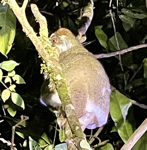 ヒガシアバヒ