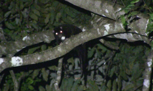 Herbert River Ring-tailed Possum
