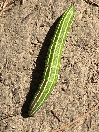 Northern Pine Sphinx photo 6