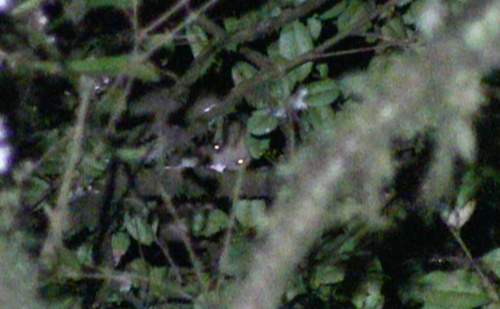 Cinereous Ringtail
