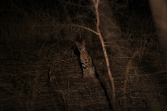 Leptailurus serval