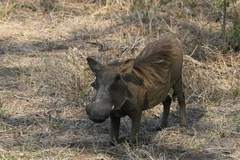 Phacochoerus africanus