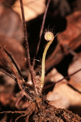 Adiantum meishanianum