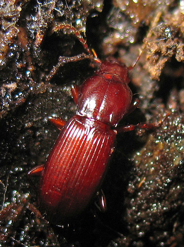 Pterostichus angustus