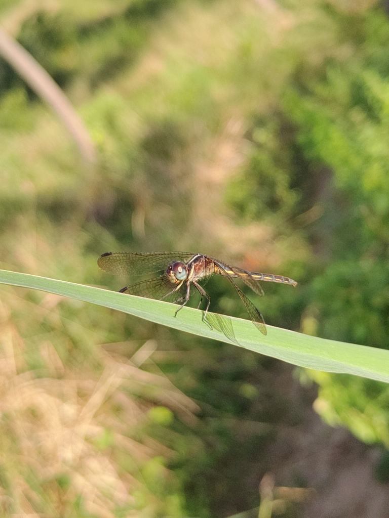 Blue-grey Skimmer