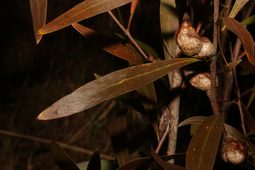 Image of Hakea eriantha by (c) Greg Tasney, some rights reserved (CC BY-SA)