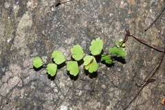 Adiantum meishanianum