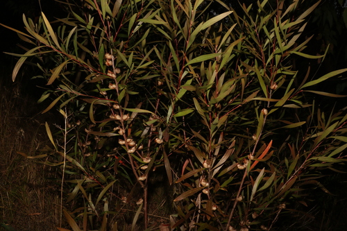 Image of Hakea eriantha by (c) Greg Tasney, some rights reserved (CC BY-SA)
