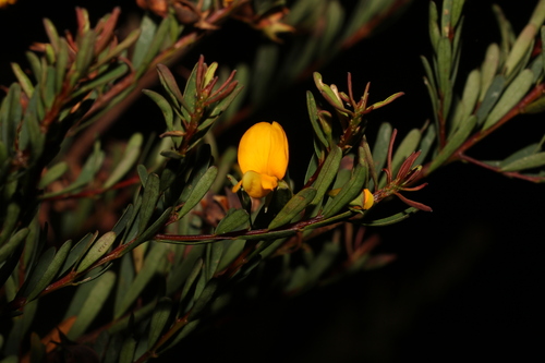 Image of Pultenaea euchila by (c) Greg Tasney, some rights reserved (CC BY-SA)