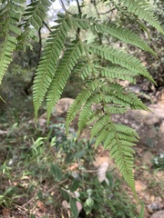 Cyathea conjugata, photograph (c) Jonatan Castro Hernández, some rights reserved (CC BY)