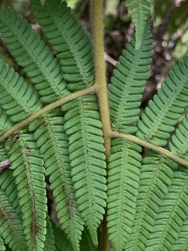Cyathea conjugata, photograph 5