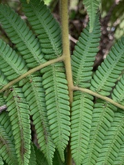 Cyathea conjugata, photograph (c) Jonatan Castro Hernández, some rights reserved (CC BY)