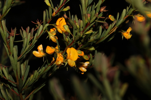 Image of Pultenaea euchila by (c) Greg Tasney, some rights reserved (CC BY-SA)