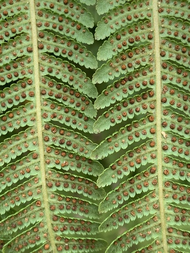Cyathea conjugata, photograph 6