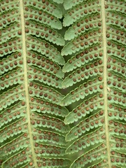 Cyathea conjugata, photograph (c) Jonatan Castro Hernández, some rights reserved (CC BY)