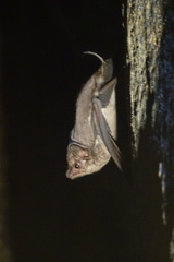 Coastal Tomb Bat photo 3