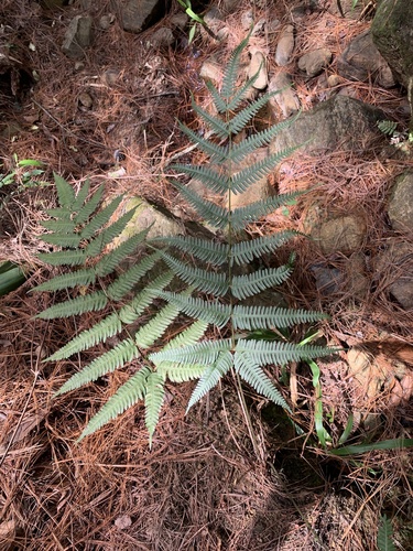 Pteris quadriaurita observed 2023-09-09